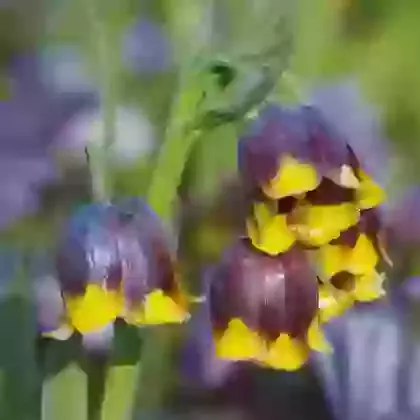Fritillaria Species